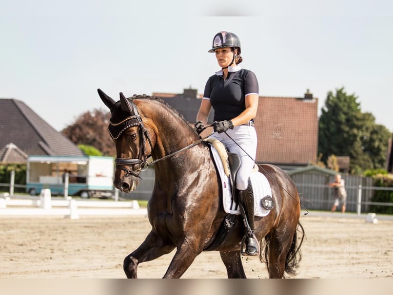 KWPN Caballo castrado 10 años 172 cm Castaño oscuro in Bocholt