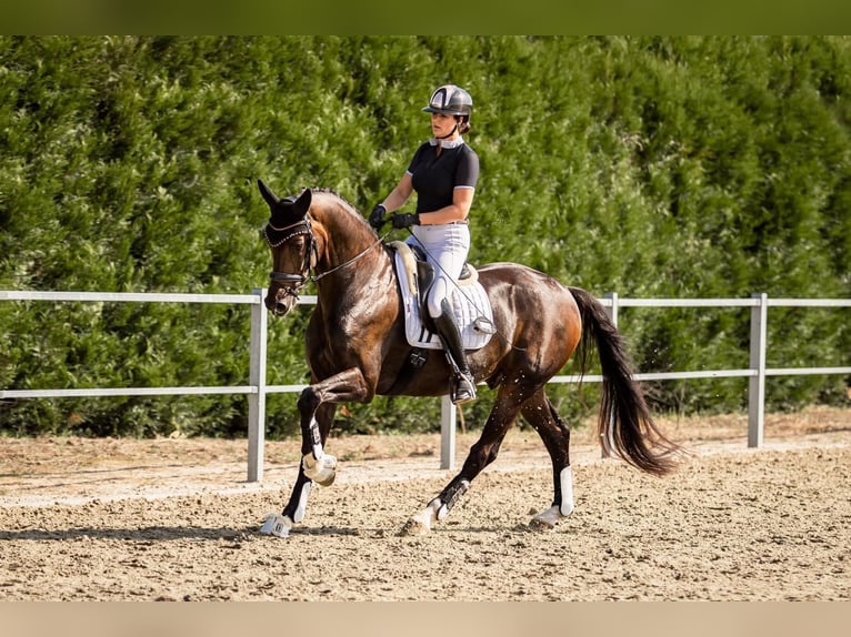 KWPN Caballo castrado 10 años 172 cm Castaño oscuro in Bocholt