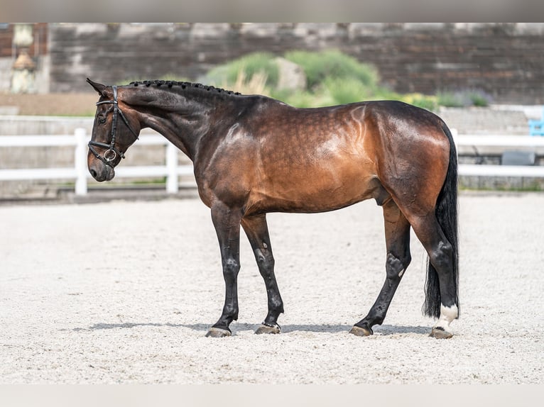 KWPN Caballo castrado 10 años 172 cm Castaño rojizo in zduchovice