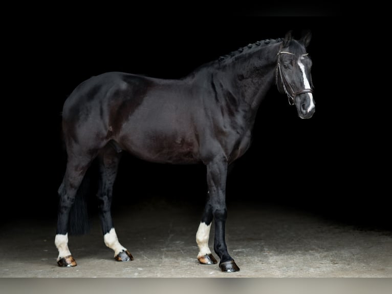 KWPN Caballo castrado 10 años 172 cm Negro in Lechbruck