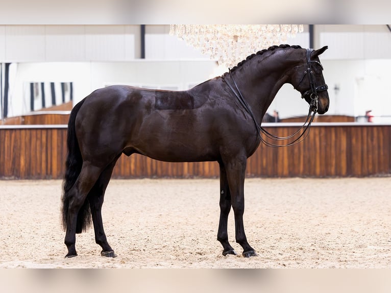 KWPN Caballo castrado 10 años 172 cm Negro in Kwadijk