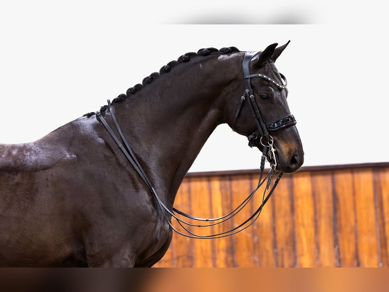 KWPN Caballo castrado 10 años 172 cm Negro in Kwadijk