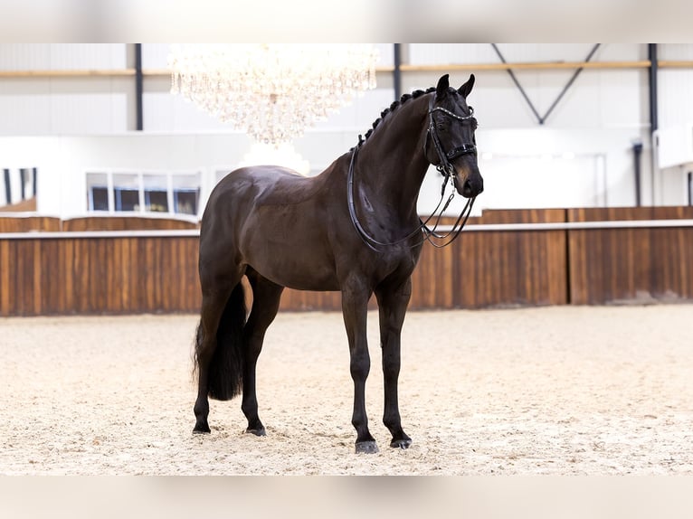 KWPN Caballo castrado 10 años 172 cm Negro in Kwadijk