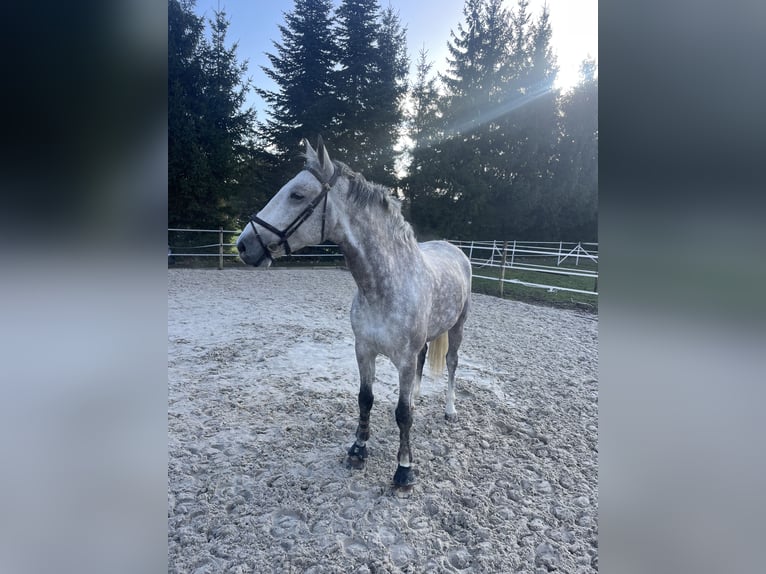 KWPN Caballo castrado 10 años 172 cm Tordo rodado in Dielsdorf