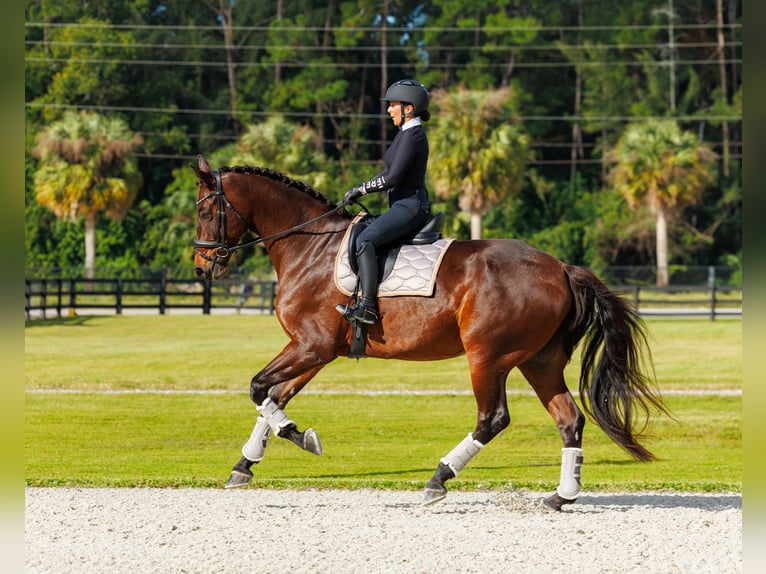 KWPN Caballo castrado 10 años 173 cm Castaño in Loxahatchee, FL
