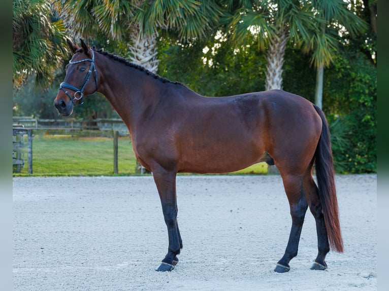 KWPN Caballo castrado 10 años 173 cm Castaño in Loxahatchee, FL