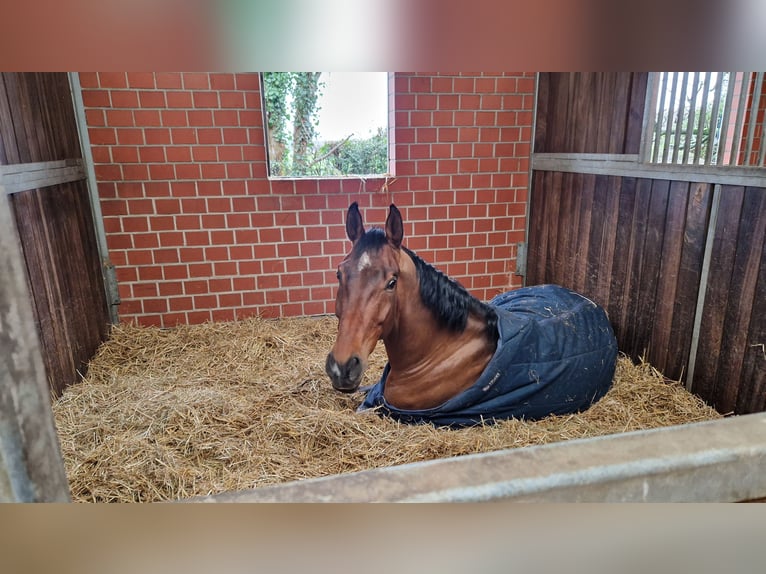 KWPN Caballo castrado 10 años 173 cm Castaño in Gelsenkirchen