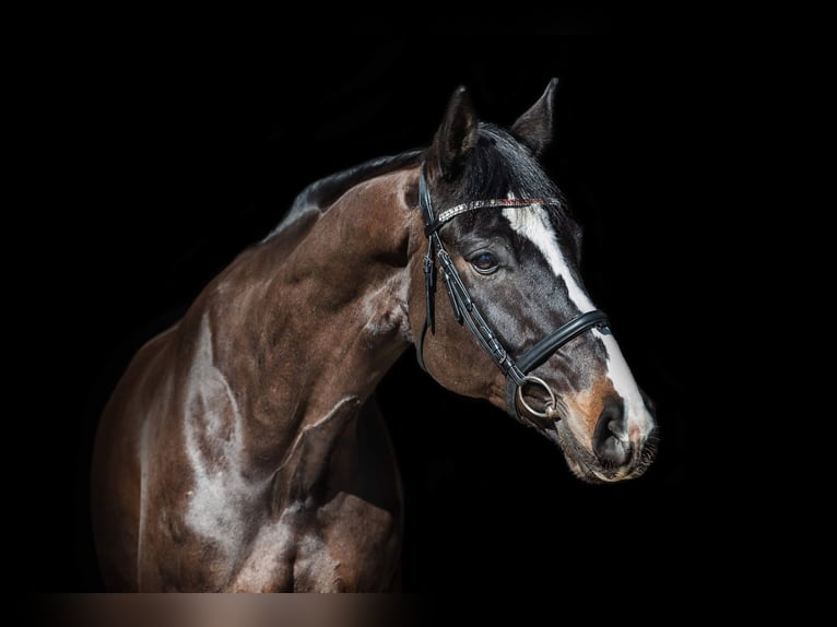 KWPN Caballo castrado 10 años 173 cm Castaño oscuro in Bocholt