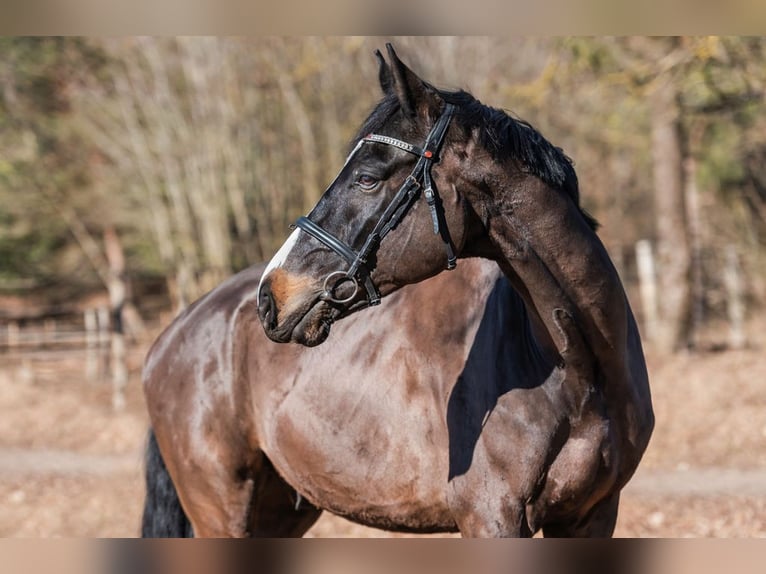 KWPN Caballo castrado 10 años 173 cm Castaño oscuro in Bocholt