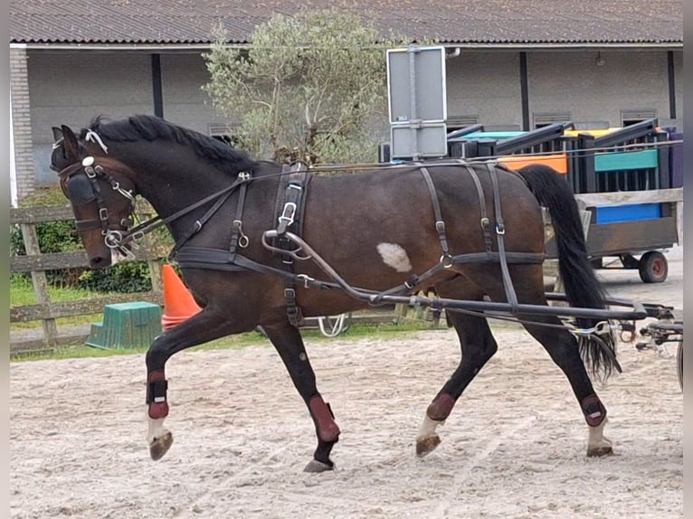 KWPN Caballo castrado 10 años 173 cm Castaño oscuro in Ouddorp