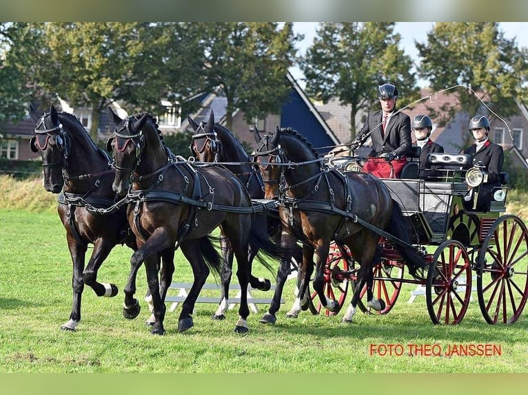 KWPN Caballo castrado 10 años 173 cm Castaño oscuro in Ouddorp