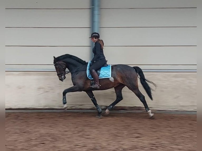 KWPN Caballo castrado 10 años 173 cm Castaño oscuro in Ouddorp