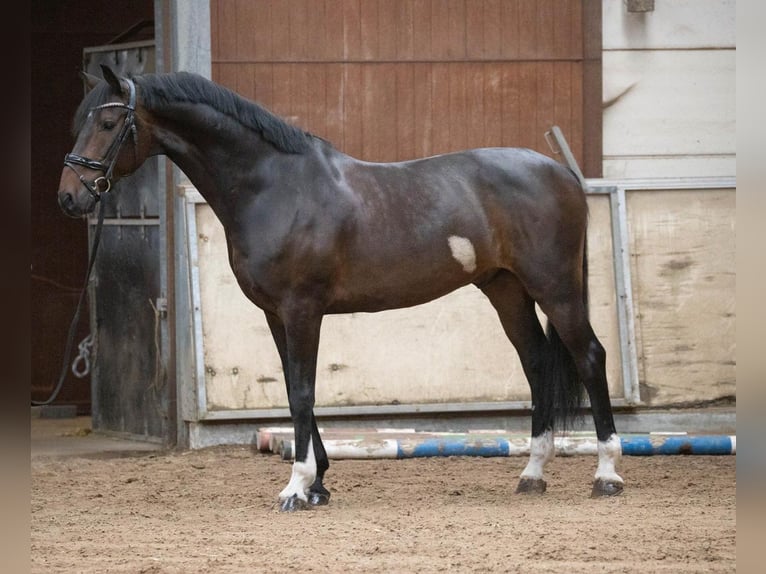 KWPN Caballo castrado 10 años 173 cm Castaño oscuro in Ouddorp