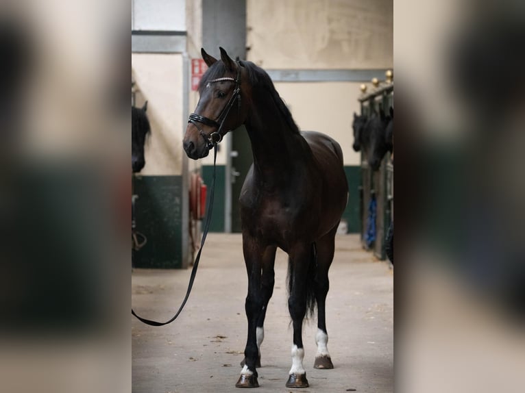 KWPN Caballo castrado 10 años 173 cm Castaño oscuro in Ouddorp