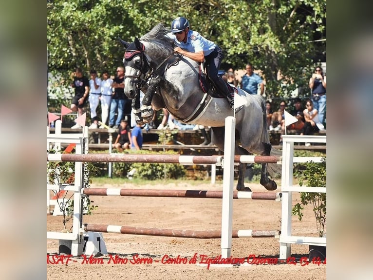 KWPN Caballo castrado 10 años 173 cm Tordo in Segrate