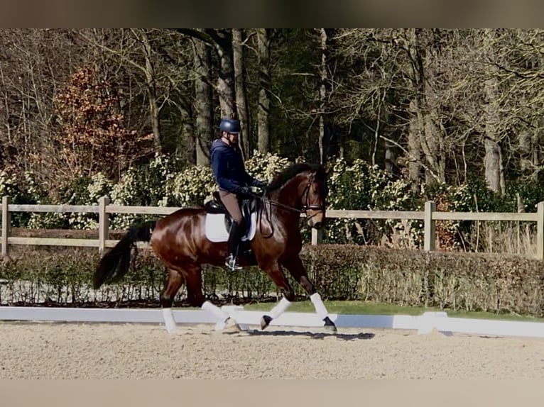 KWPN Caballo castrado 10 años 174 cm Castaño oscuro in Bree