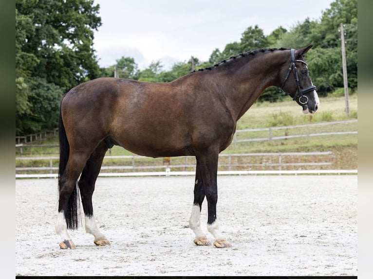 KWPN Caballo castrado 10 años 174 cm Negro in Wałbrzych