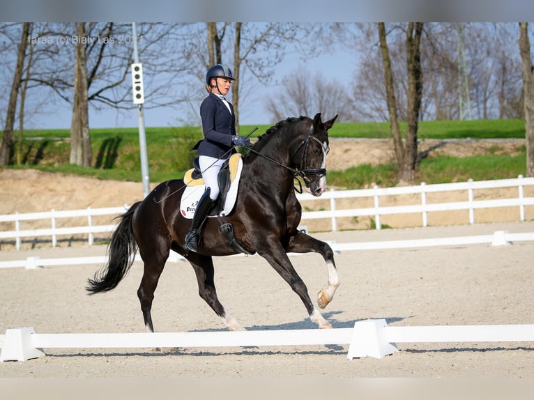 KWPN Caballo castrado 10 años 174 cm Negro in Wałbrzych