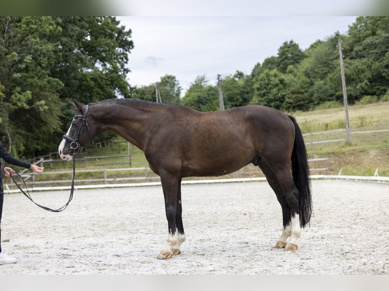 KWPN Caballo castrado 10 años 174 cm Negro in Wałbrzych