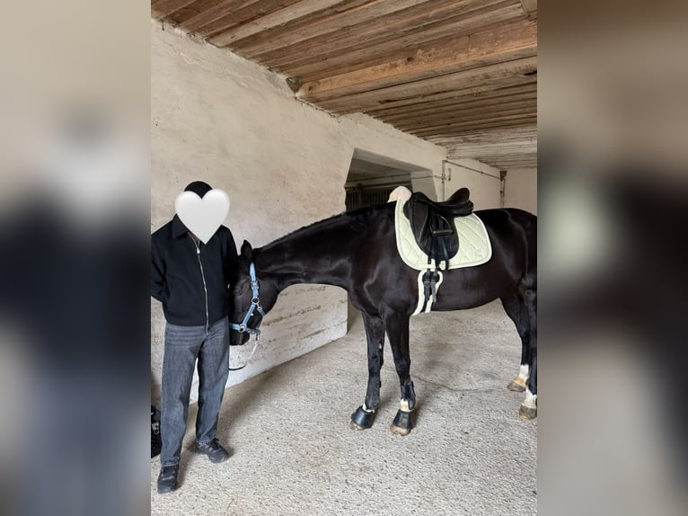 KWPN Caballo castrado 10 años 174 cm Negro in Landshut