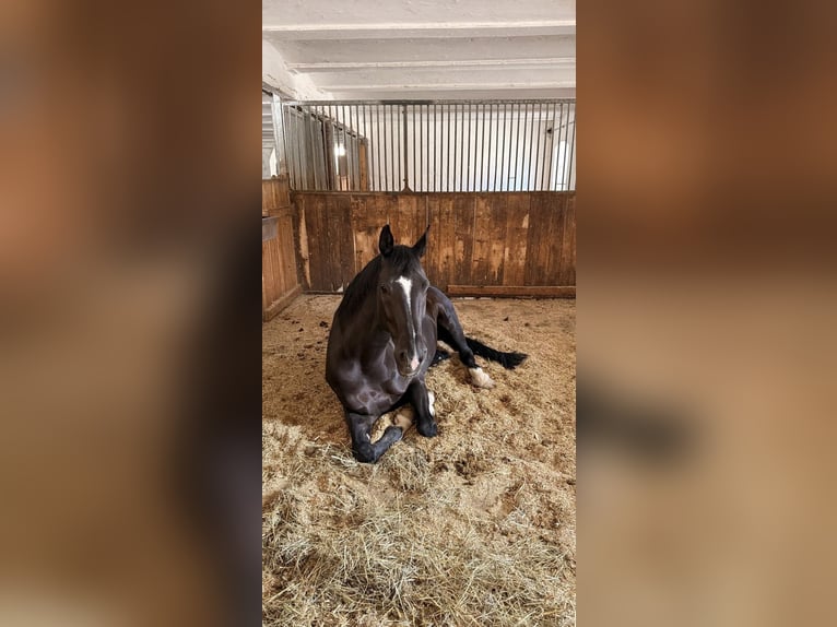 KWPN Caballo castrado 10 años 174 cm Negro in Landshut