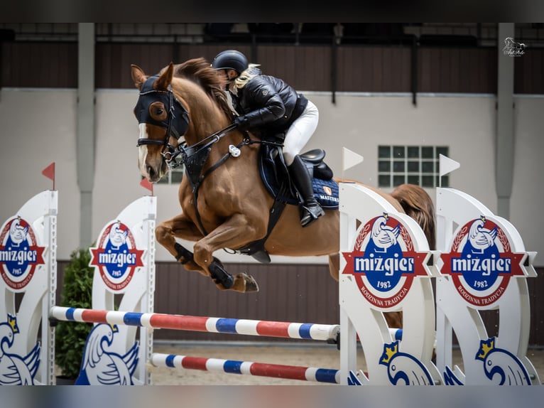 KWPN Caballo castrado 10 años 175 cm Alazán in Wysogotowo