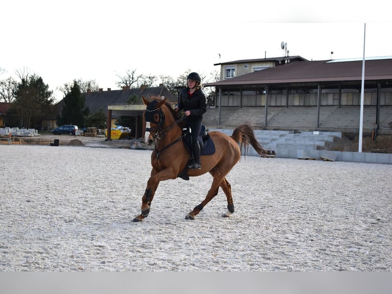 KWPN Caballo castrado 10 años 175 cm Alazán in Wysogotowo