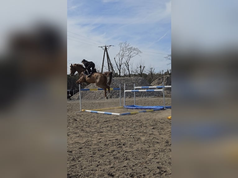 KWPN Caballo castrado 10 años 175 cm Alazán in Wysogotowo