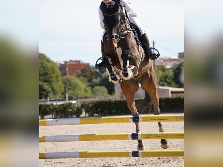 KWPN Caballo castrado 10 años 175 cm Castaño in El Catllar