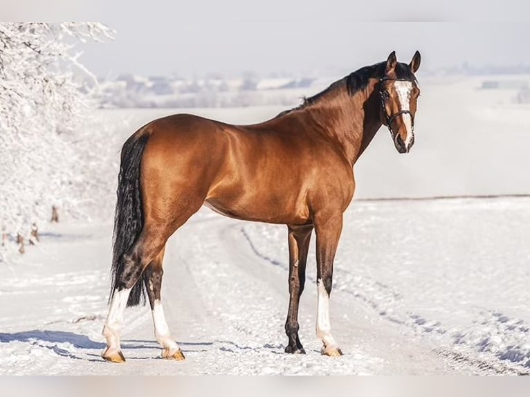 KWPN Caballo castrado 10 años 175 cm Castaño in Friedberg