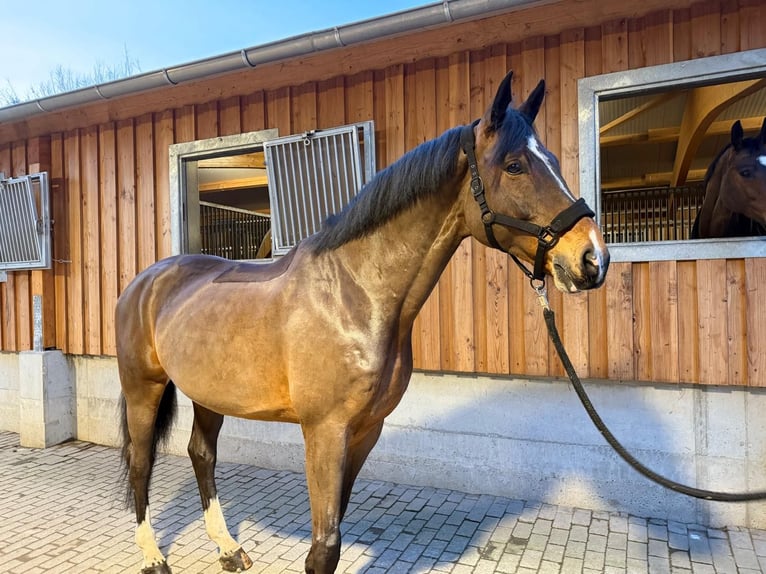 KWPN Caballo castrado 10 años 175 cm Castaño in Kirkel