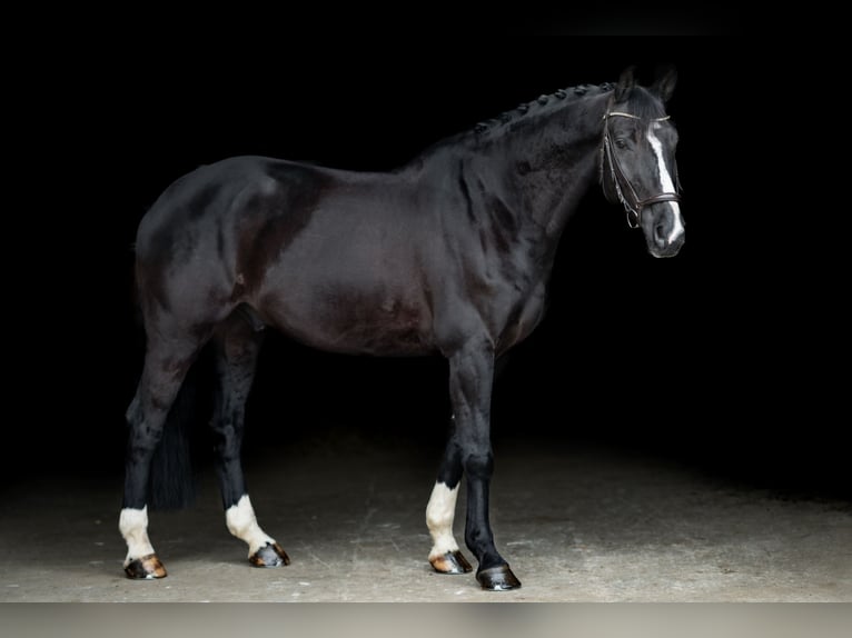 KWPN Caballo castrado 10 años 175 cm Negro in Lechbruck