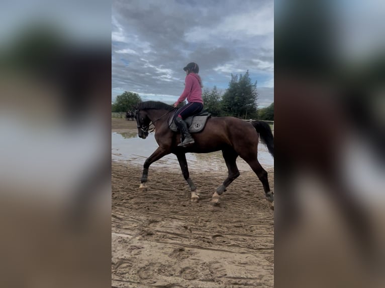 KWPN Caballo castrado 10 años 175 cm Negro in Gamaches