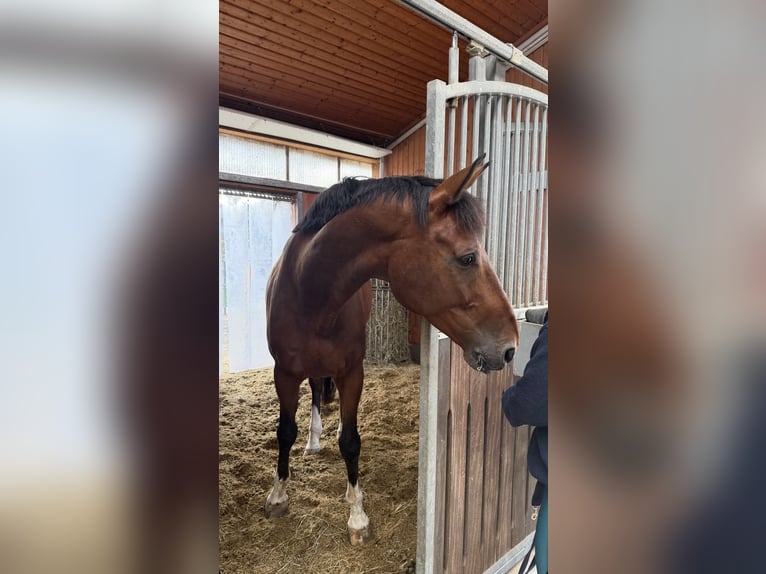 KWPN Caballo castrado 10 años 176 cm Castaño oscuro in Frankfurt am Main