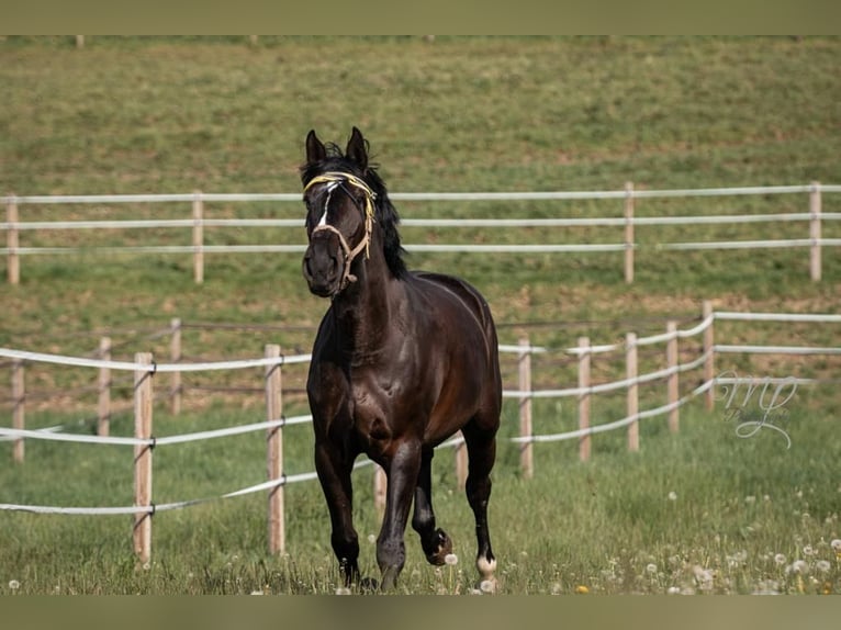 KWPN Caballo castrado 10 años 177 cm Morcillo in Wien