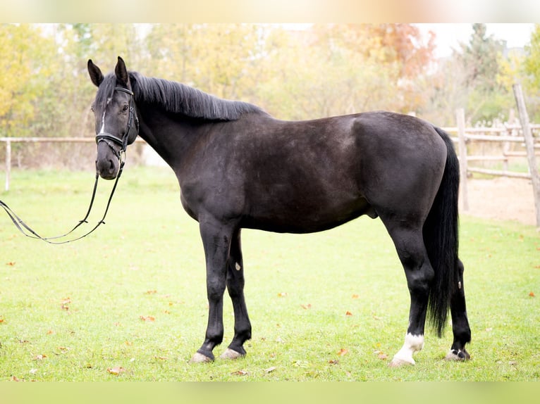 KWPN Caballo castrado 10 años 177 cm Morcillo in Wien