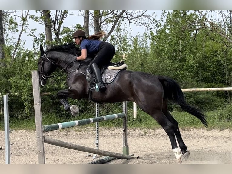 KWPN Caballo castrado 10 años 177 cm Morcillo in Wien