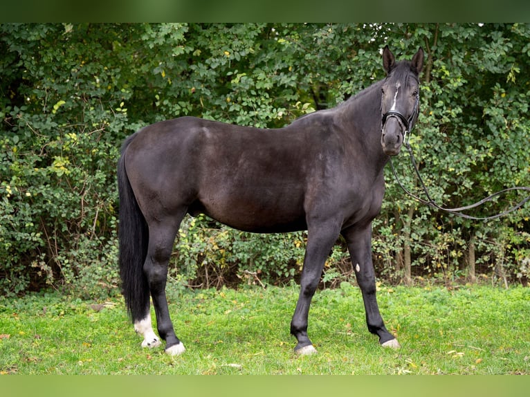 KWPN Caballo castrado 10 años 177 cm Morcillo in Wien