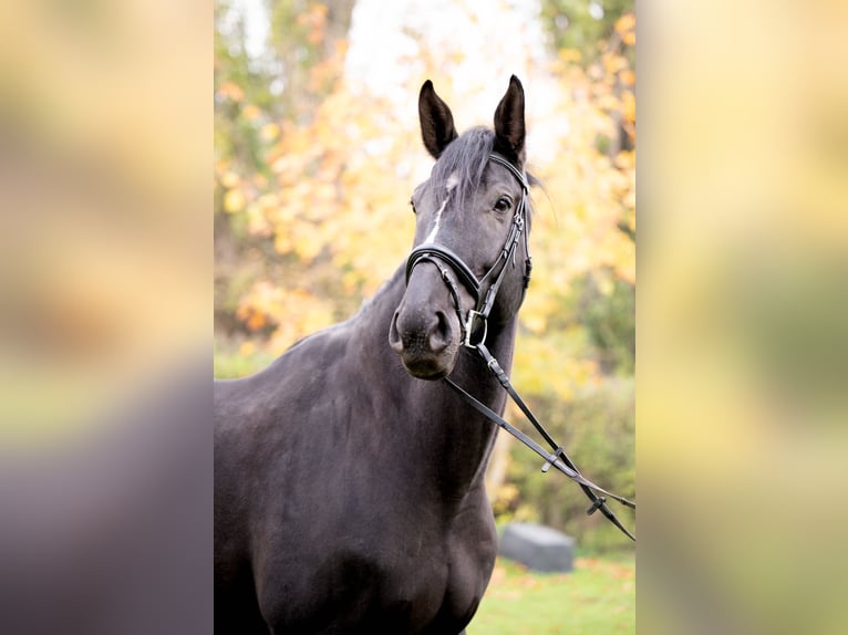 KWPN Caballo castrado 10 años 177 cm Morcillo in Wien