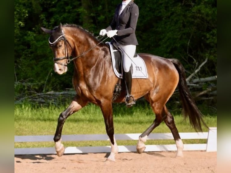 KWPN Caballo castrado 10 años 178 cm  in Elsterheide