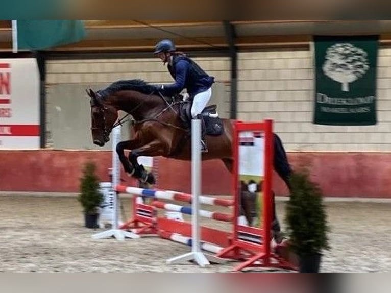 KWPN Caballo castrado 10 años 178 cm Castaño in Veenendaal