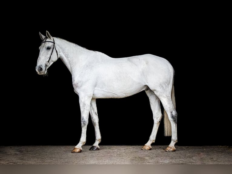 KWPN Caballo castrado 10 años 178 cm Tordo in Poxdorf