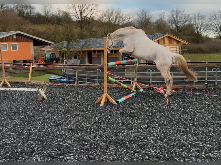 KWPN Caballo castrado 10 años 178 cm Tordo picazo in Extertal