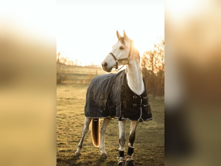 KWPN Caballo castrado 10 años 179 cm Tordo in Béligneux