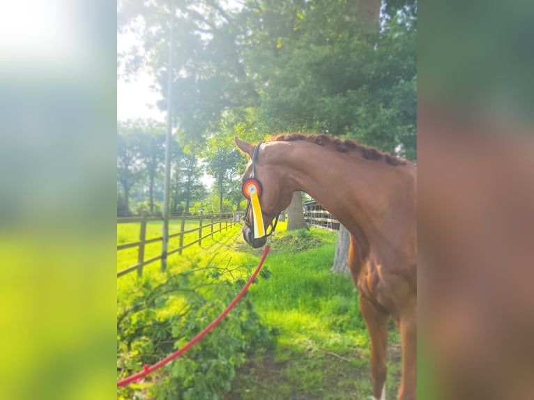 KWPN Caballo castrado 10 años 180 cm Alazán in Xanten
