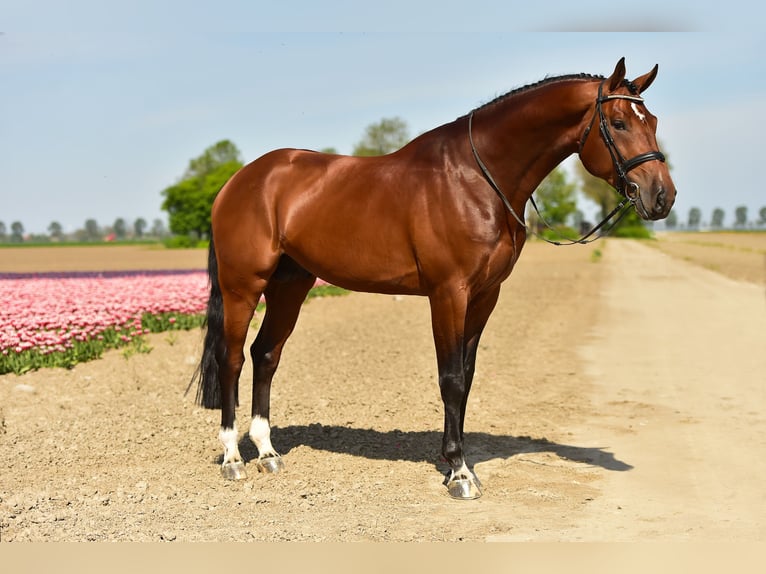 KWPN Caballo castrado 10 años 180 cm Castaño in swifterbant