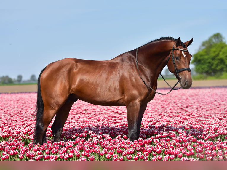 KWPN Caballo castrado 10 años 180 cm Castaño in swifterbant