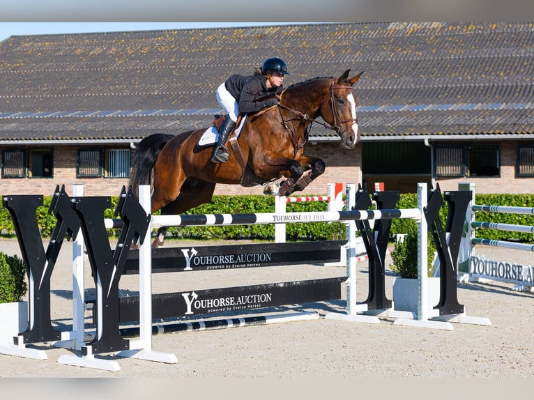 KWPN Caballo castrado 10 años 182 cm Castaño oscuro in Waddinxveen