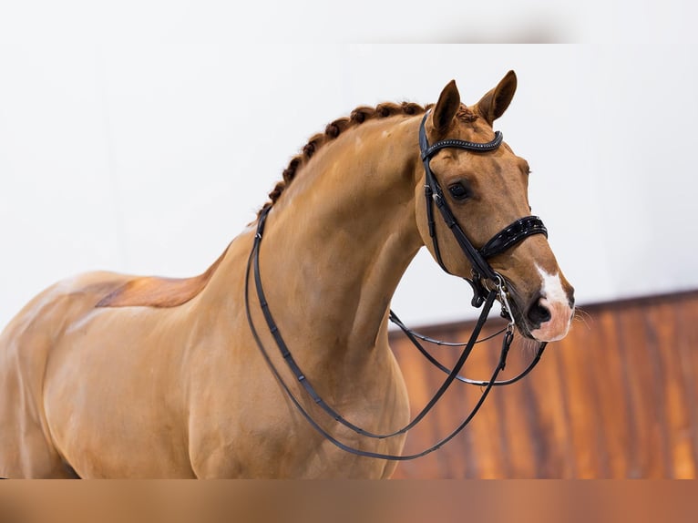 KWPN Caballo castrado 10 años Alazán in Kwadijk