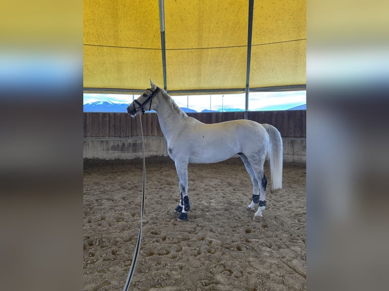 KWPN Caballo castrado 10 años Tordo in Farra di Soligo